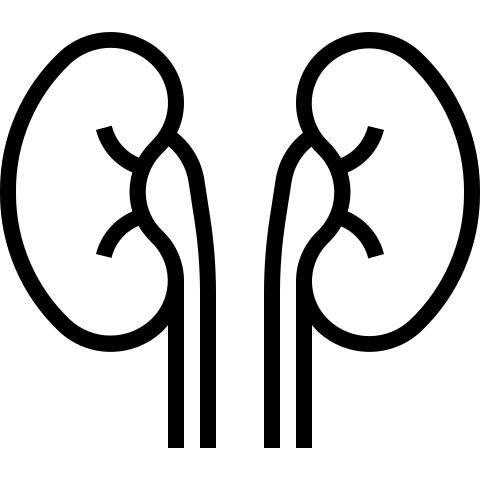 Kidneys