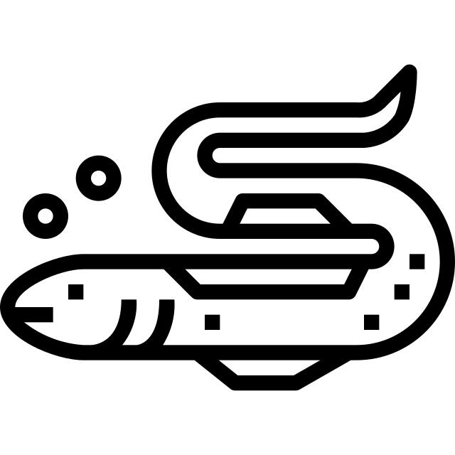 鳗鱼