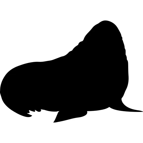 Walrus mammal silhouette