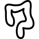 Large intestines outline
