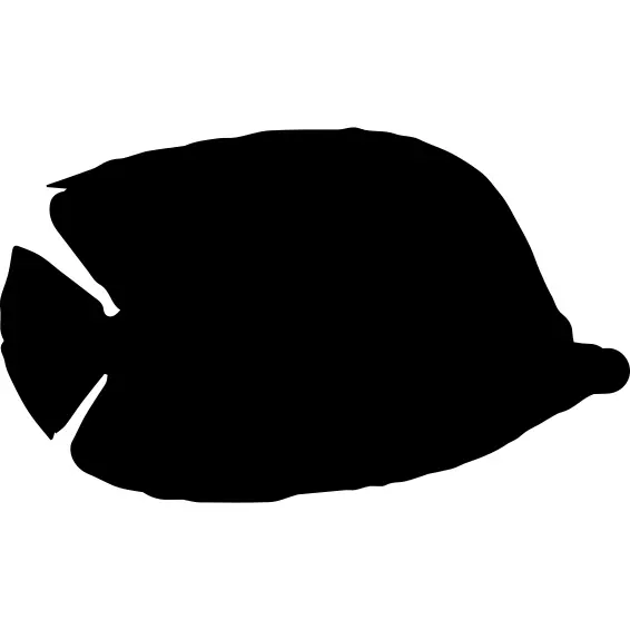 Fish dimidiatus shape