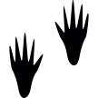 Racoon pawrints