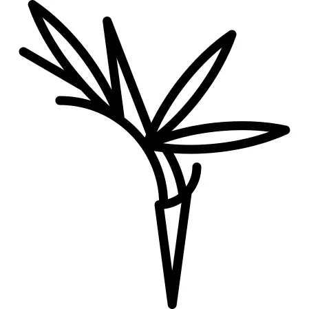 Bird of Paradise