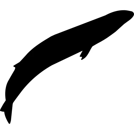 Grey whale shape