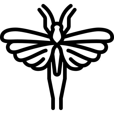 刺槐