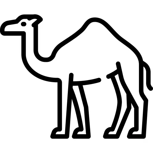 Camel