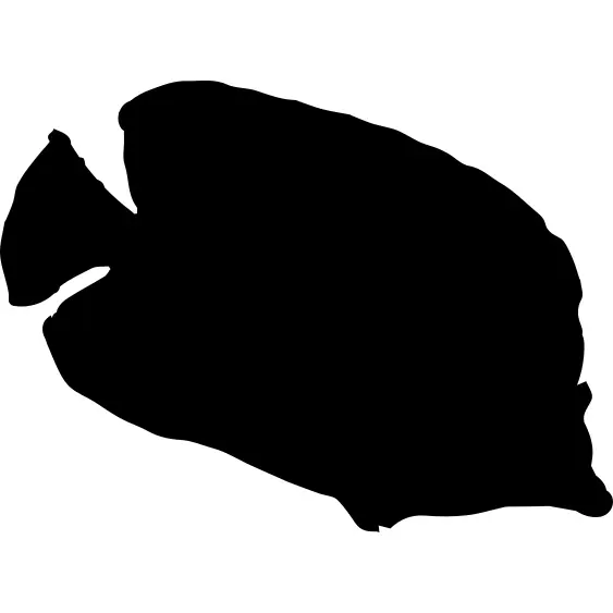 Bannerfish silhouette