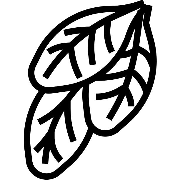 Spinach