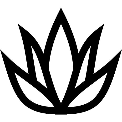 芦荟