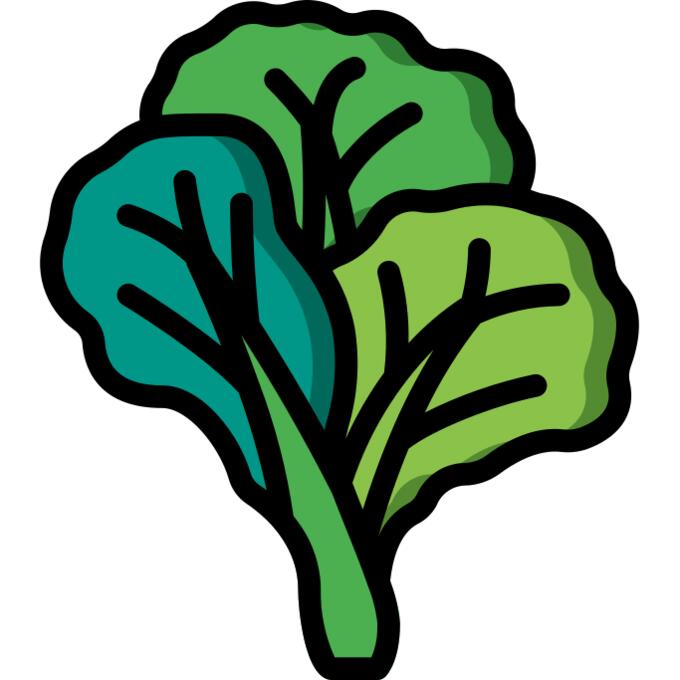 Cabbage