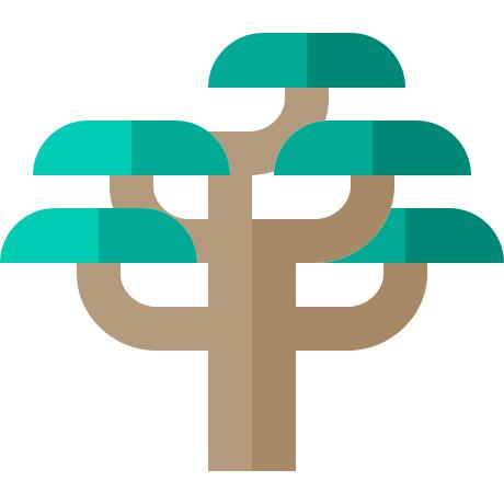 Cedar