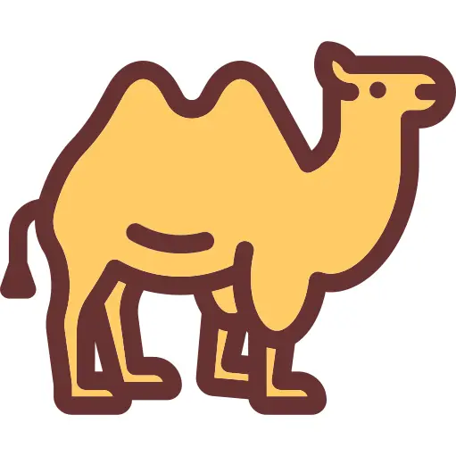 Camel
