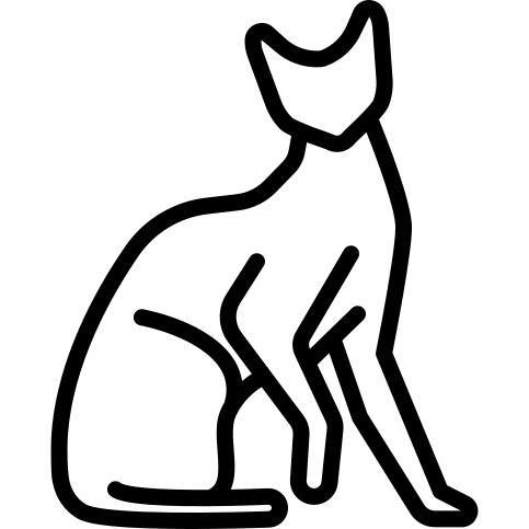 Devon Rex Cat