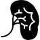 Kidney