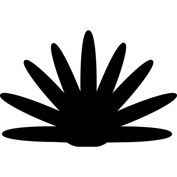 Agave plant silhouette of Mexico