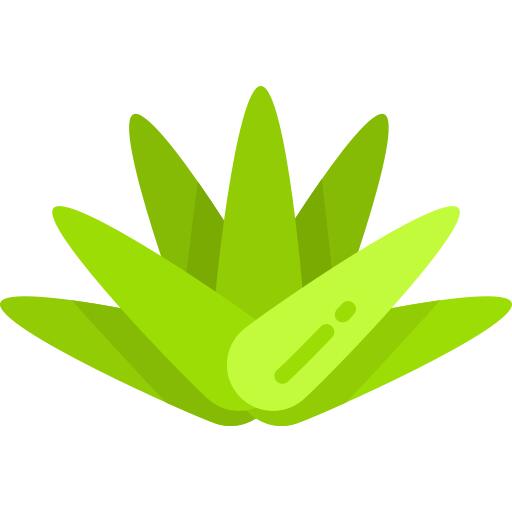Agave