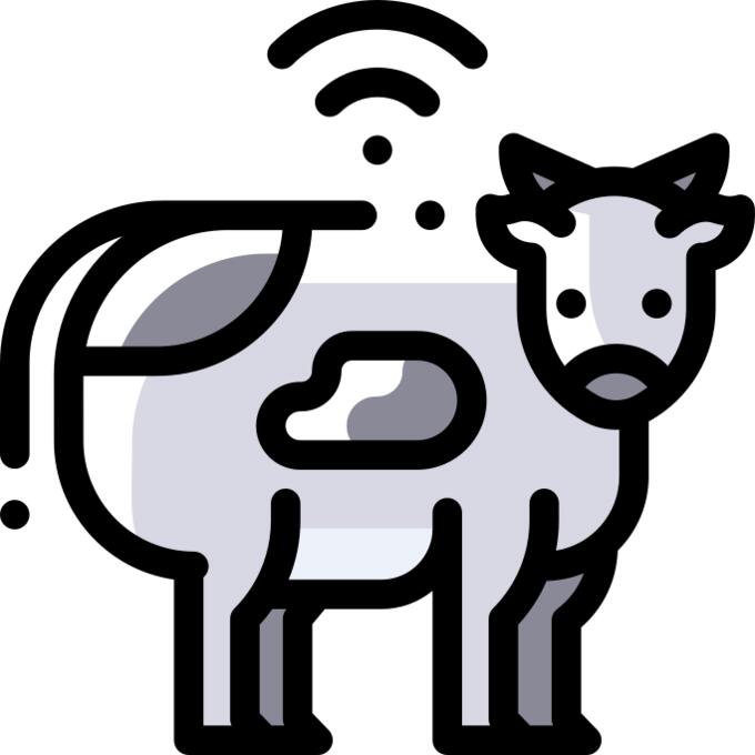 Cattle