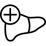 Liver organ with a plus sign
