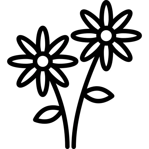 雏菊