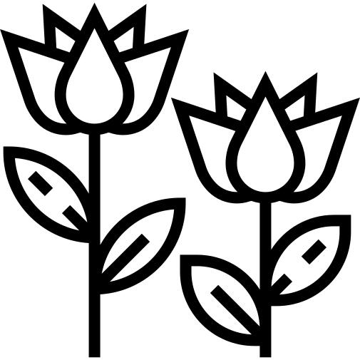 郁金香