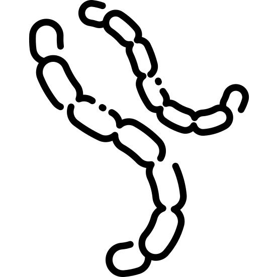 Bacillus