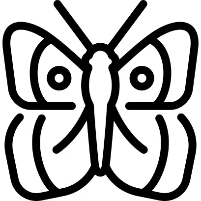 Clouded yellow butterfly