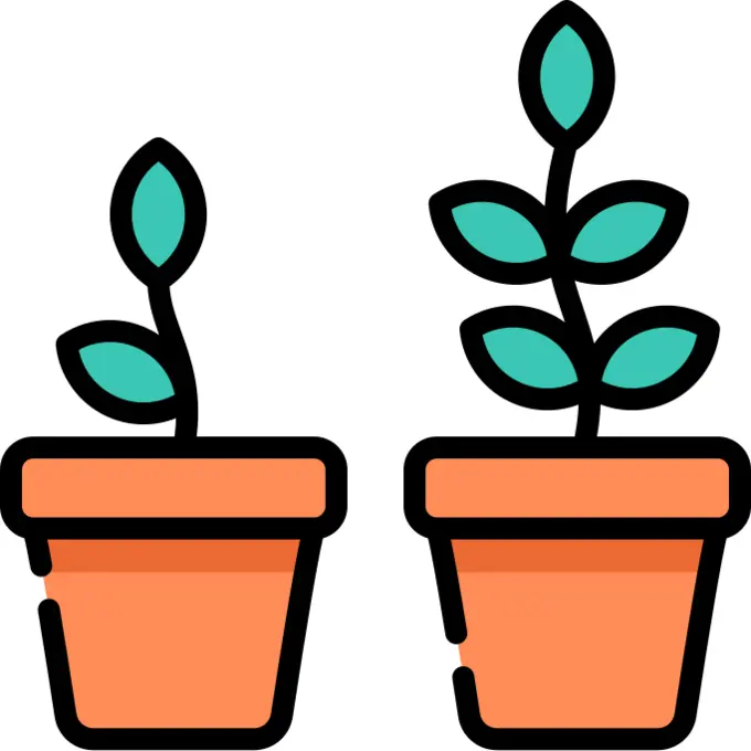 Plant