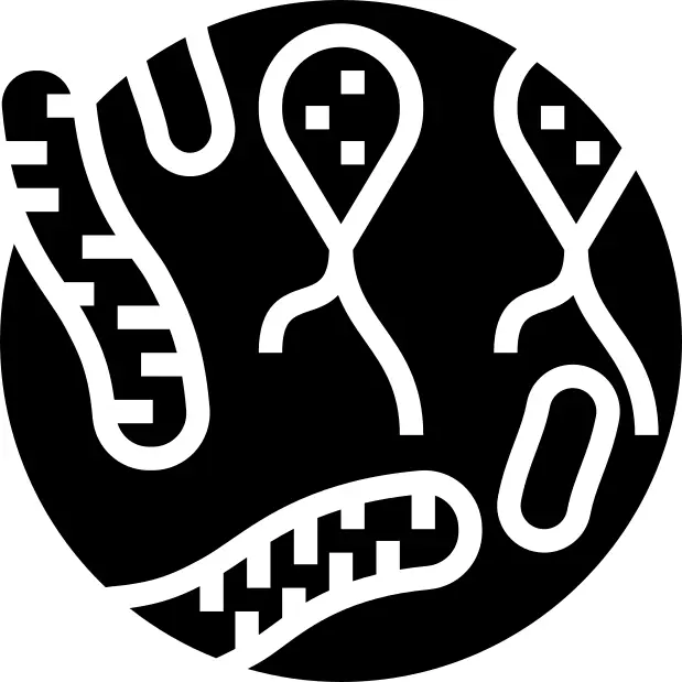 Bacteria