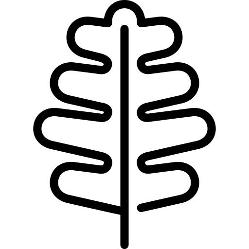 橡树叶