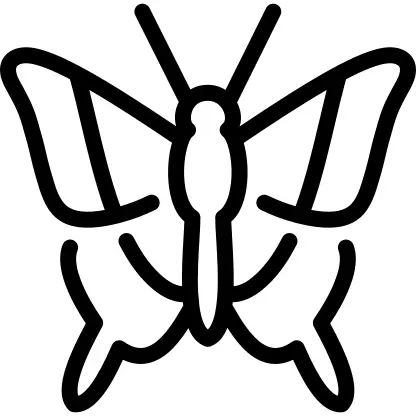 Southern festoon butterfly