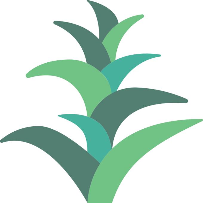 Bromeliaceae