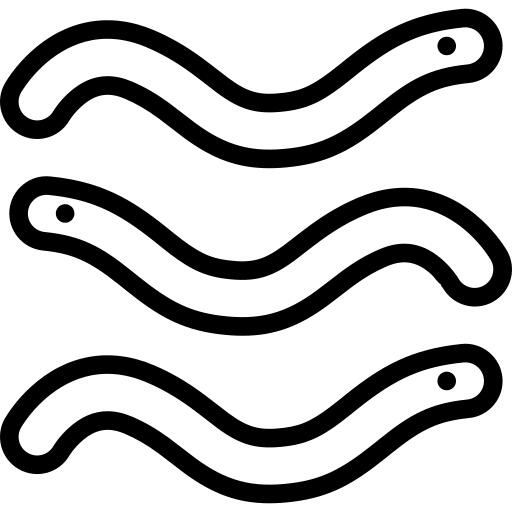 Worm