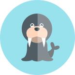 Walrus