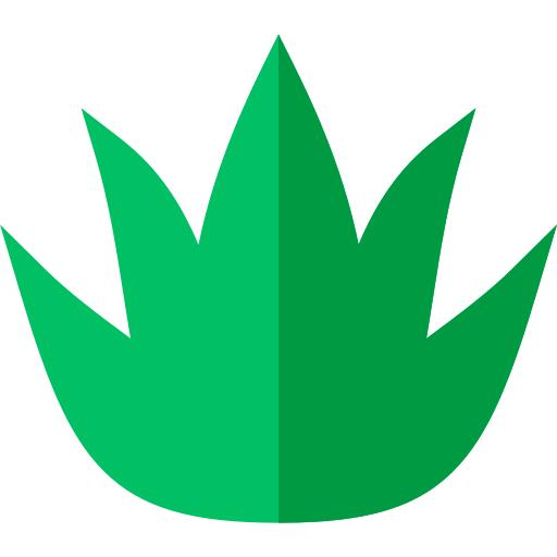芦荟