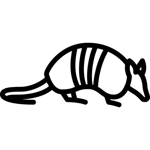 Armadillo
