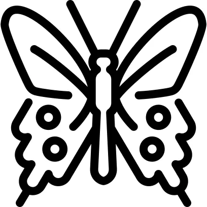 Common rose butterfly