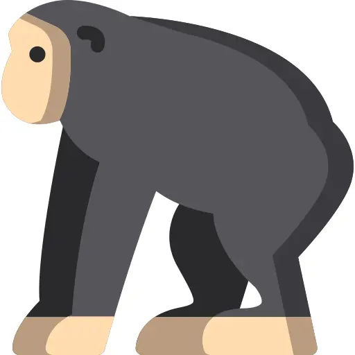 Chimpanzee