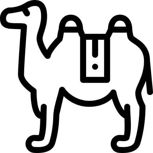Camel