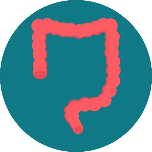 Large intestine