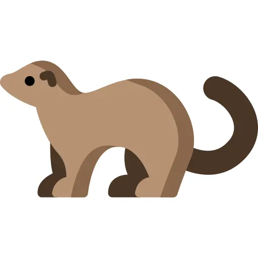 Ferret