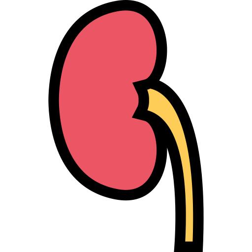 Kidney