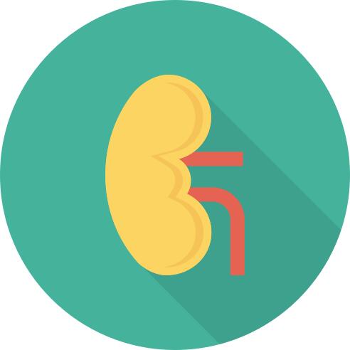 Kidneys