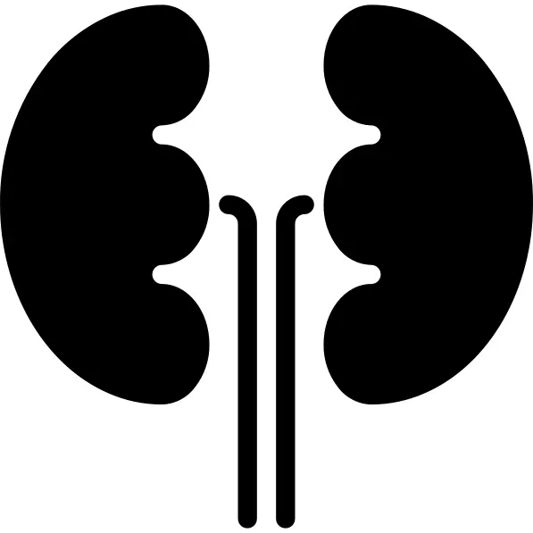 Kidneys