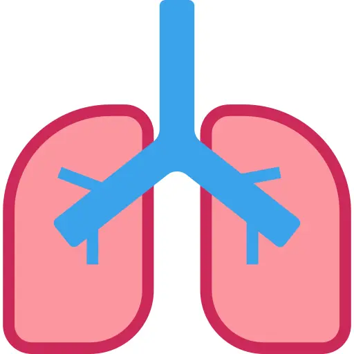 Lungs
