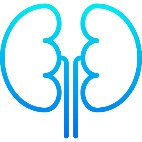 Kidneys