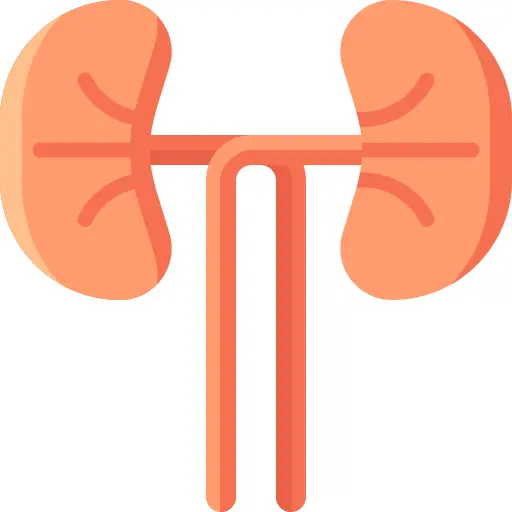 Kidney