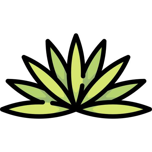 龙舌兰