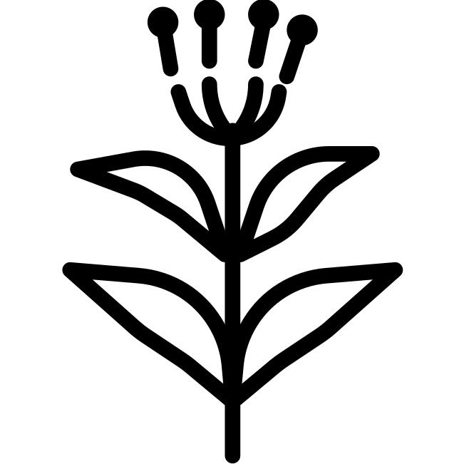 Clove