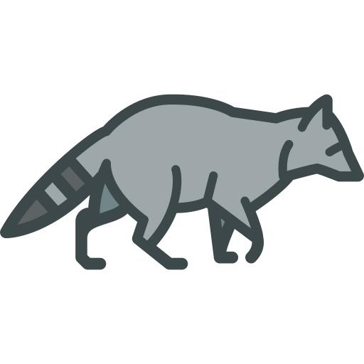 Racoon