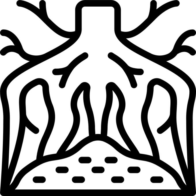 根